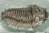 Prone Flexicalymene Trilobite Fossil - Indiana #287618-2